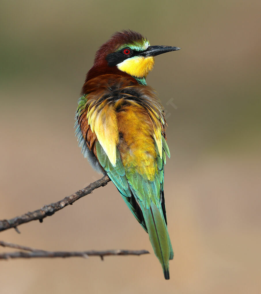 Guêpier d'Europeadulte, identification