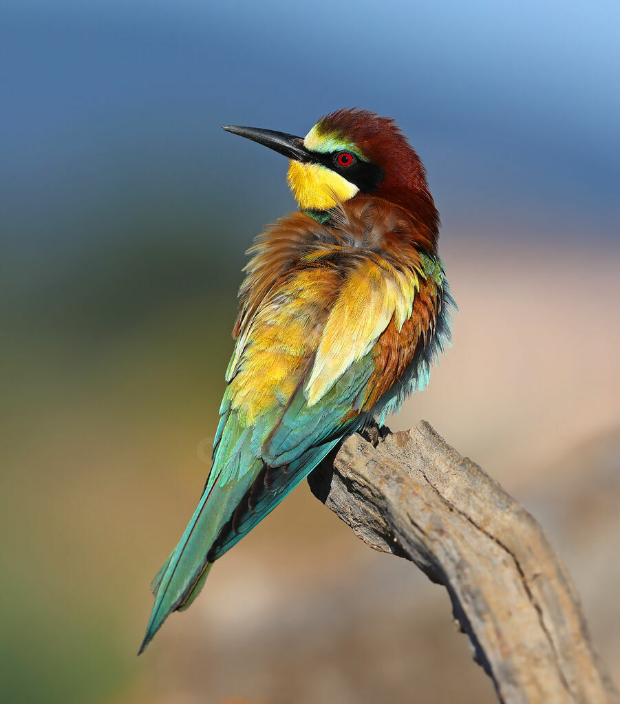 Guêpier d'Europeadulte, identification