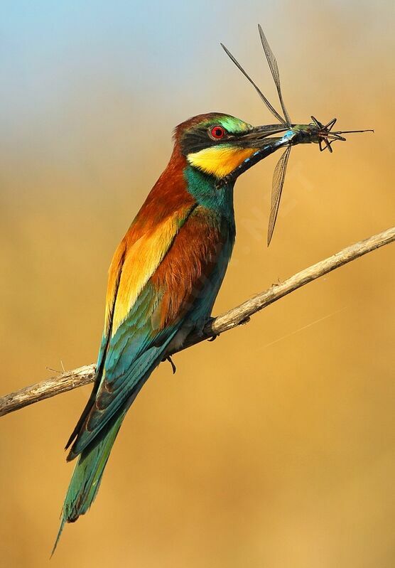 European Bee-eater