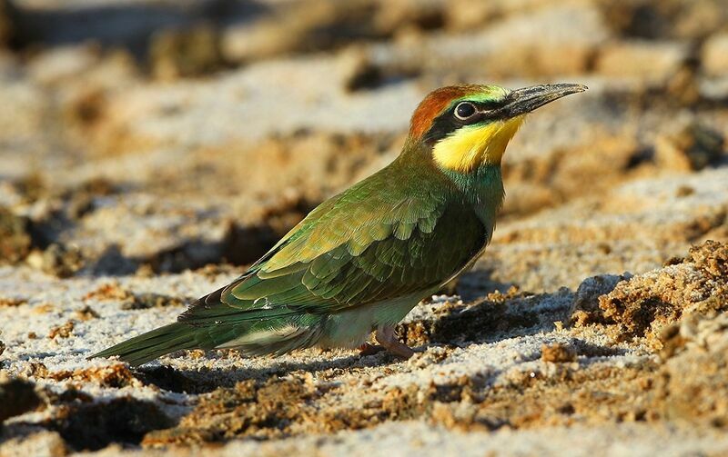 European Bee-eater