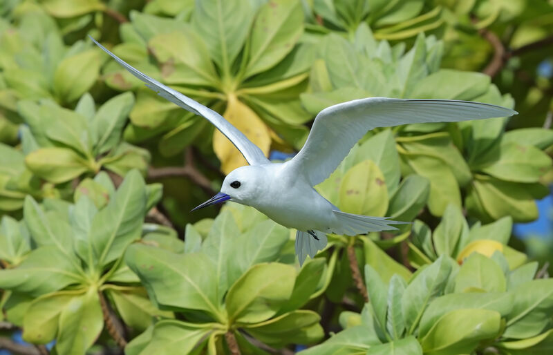 White Tern