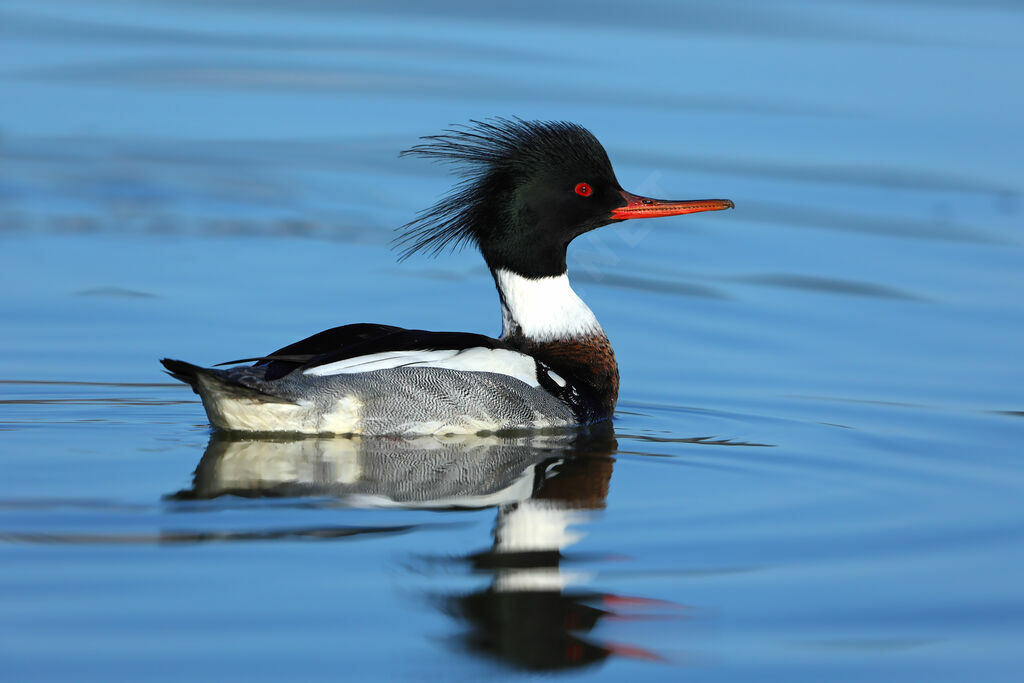 Red-breasted Merganser