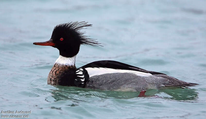 Red-breasted Merganser male adult breeding, close-up portrait