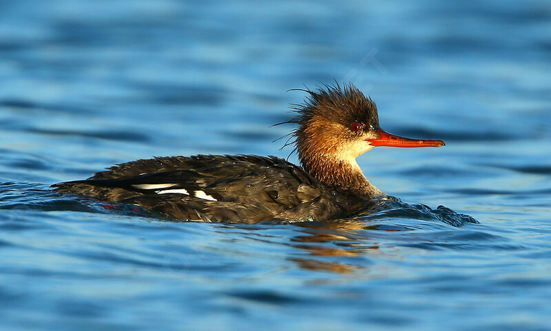 Red-breasted Merganser, identification, swimming