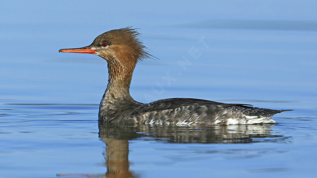 Red-breasted Merganser