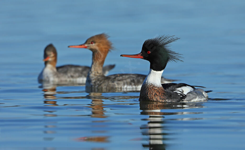 Red-breasted Merganser