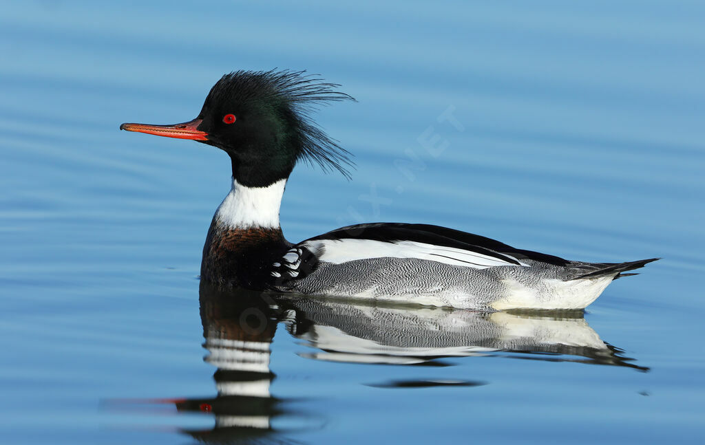 Red-breasted Merganser