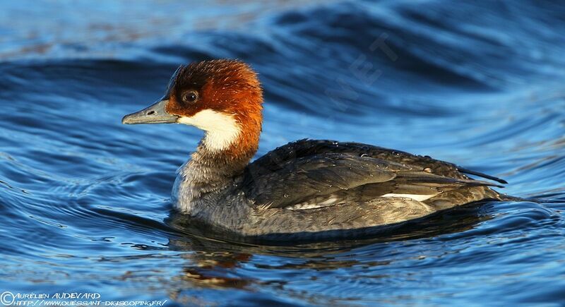 Smew female Second year