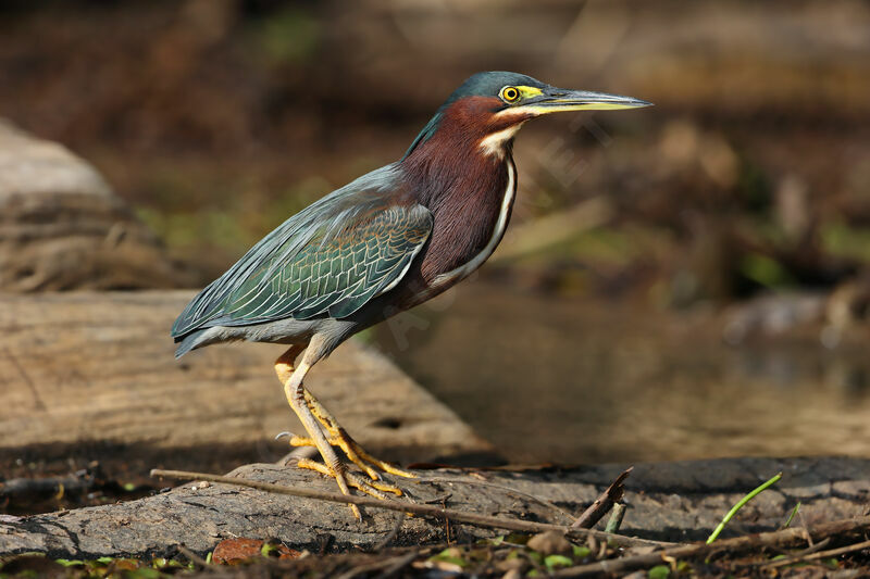 Green Heronadult breeding