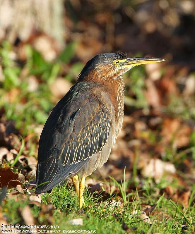 Green Heron, identification