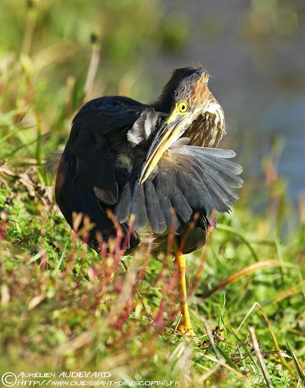 Green Heron