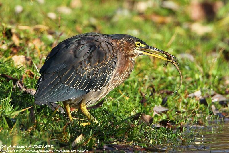 Green Heron