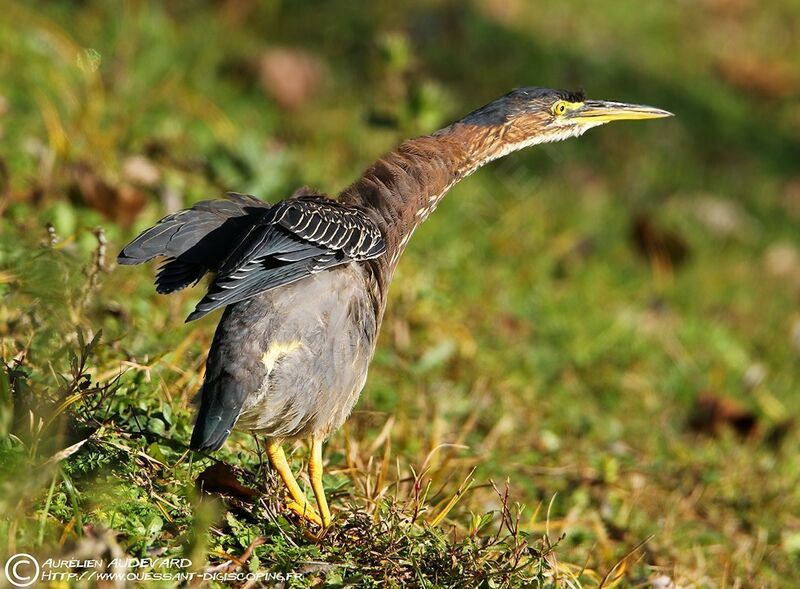 Green Heron