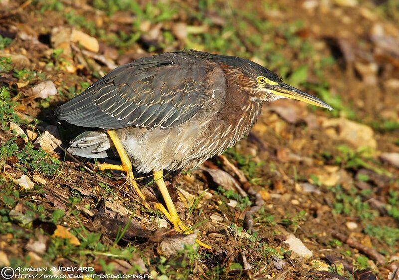 Green Heron