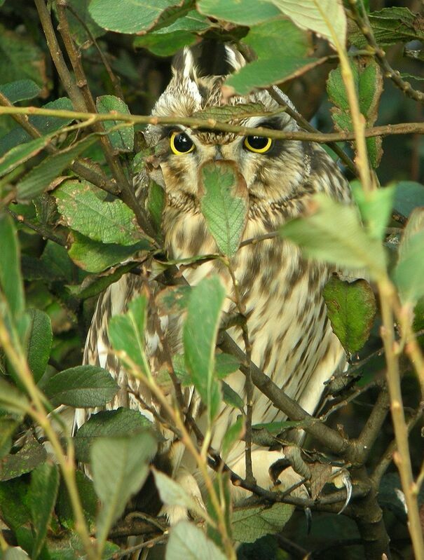 Hibou des marais, identification