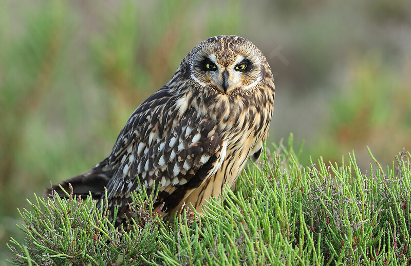 Hibou des marais