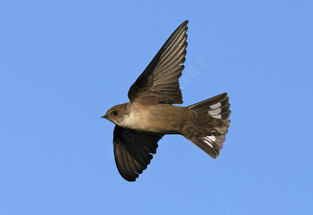 Hirondelle de rochersadulte, Vol