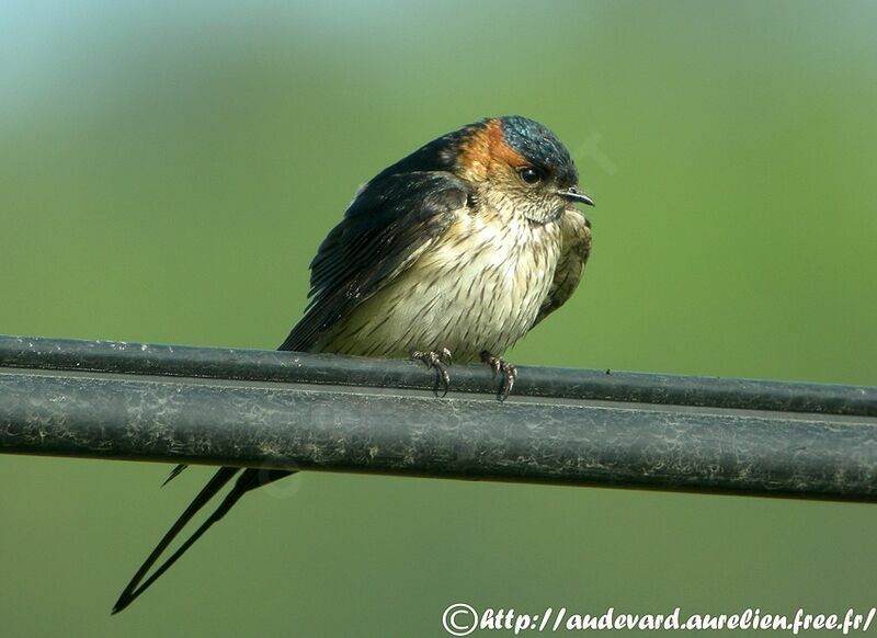 Red-rumped Swallow