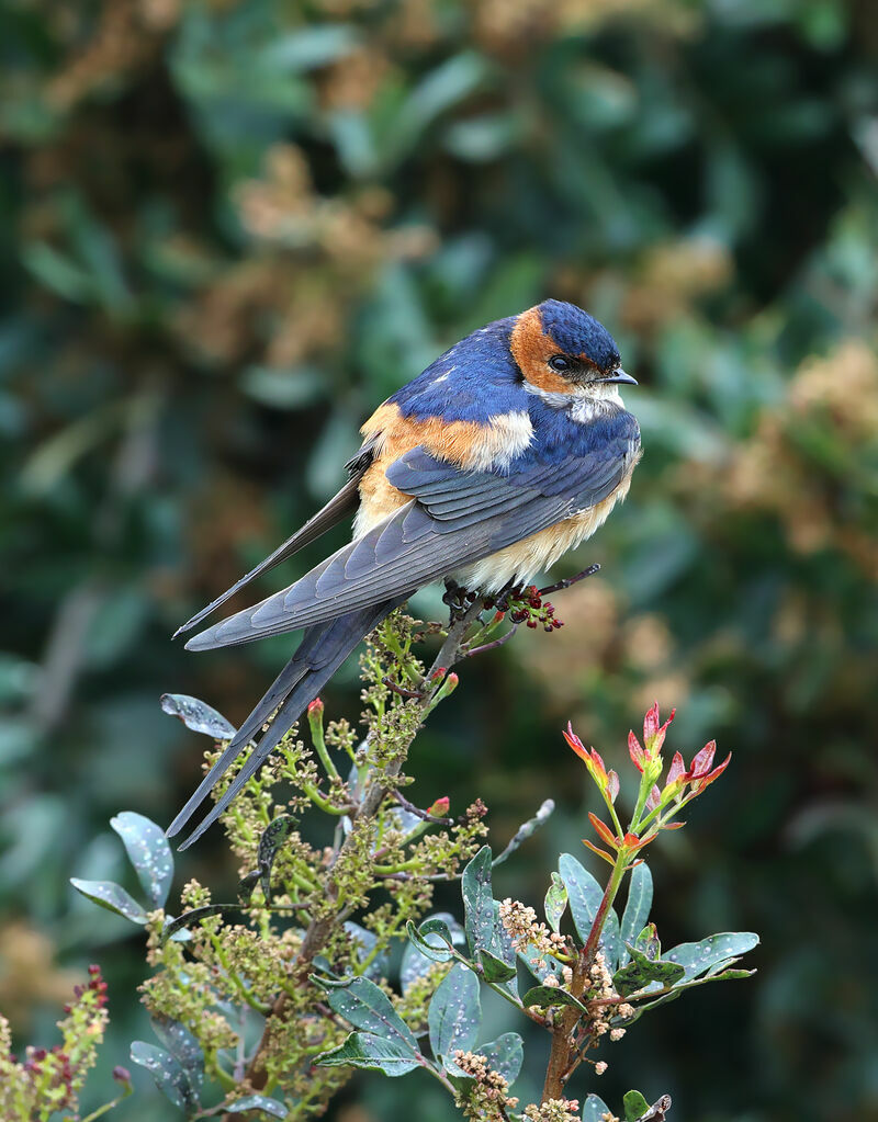 Hirondelle rousselineadulte, identification