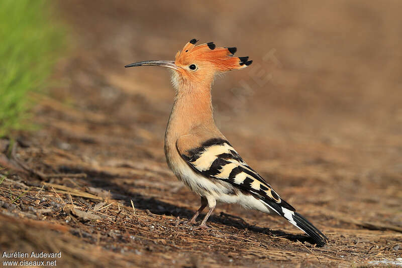 Eurasian Hoopoeadult breeding, identification