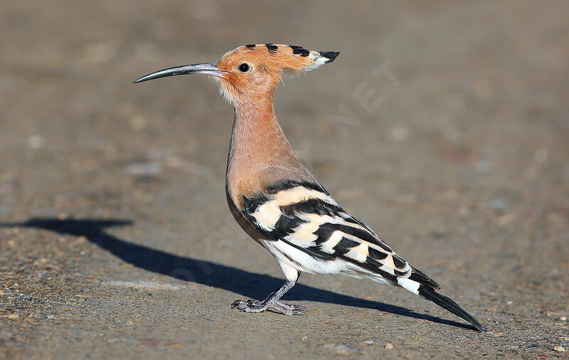 Huppe fasciéeadulte, identification