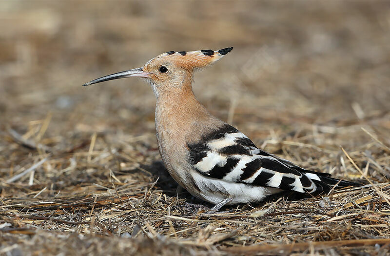 Huppe fasciée, identification