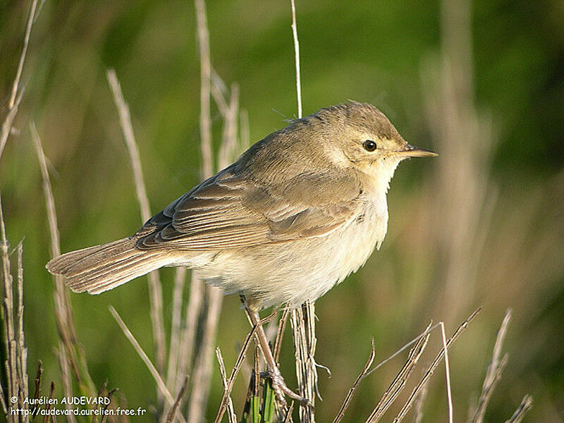 Hypolaïs bottéejuvénile, identification