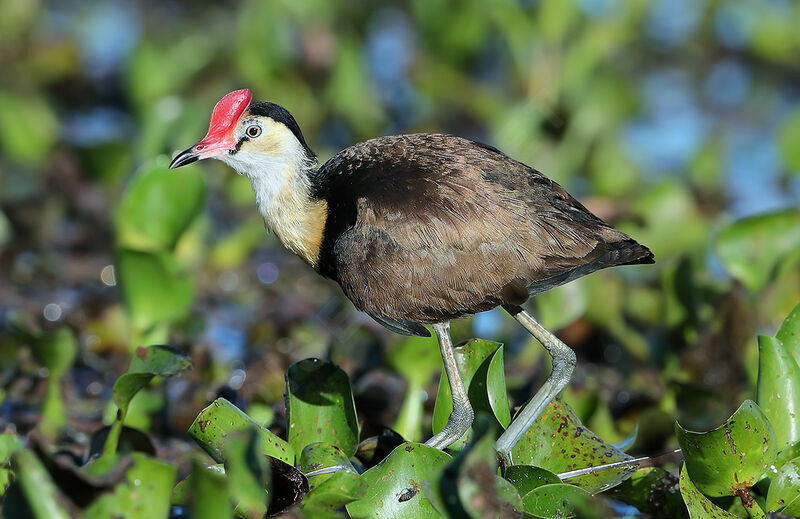 Jacana à crêteadulte, identification