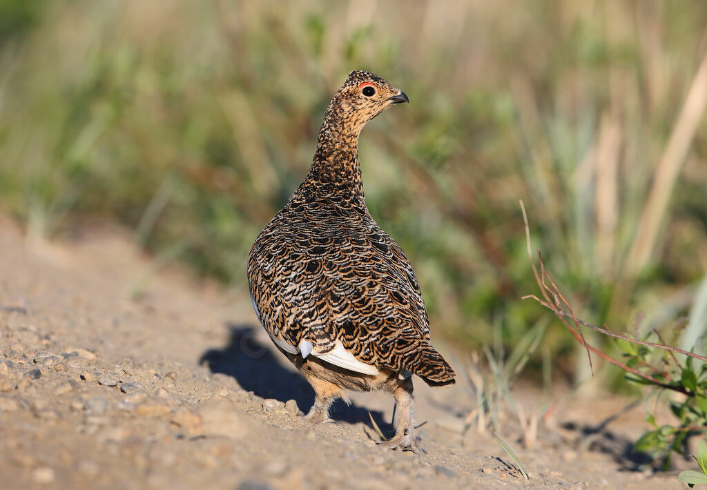 Lagopède des saules femelle adulte nuptial, identification