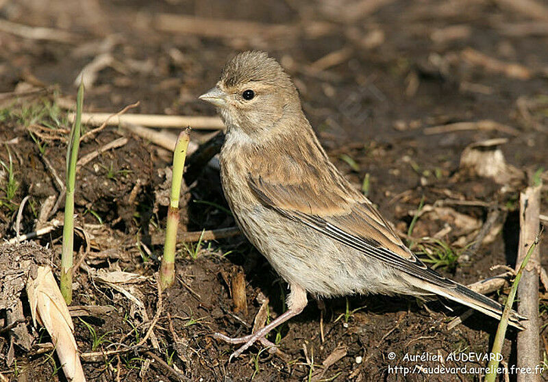 Common Linnet