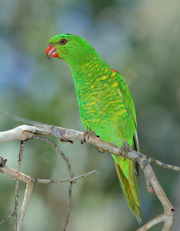 Loriquet vert, identification