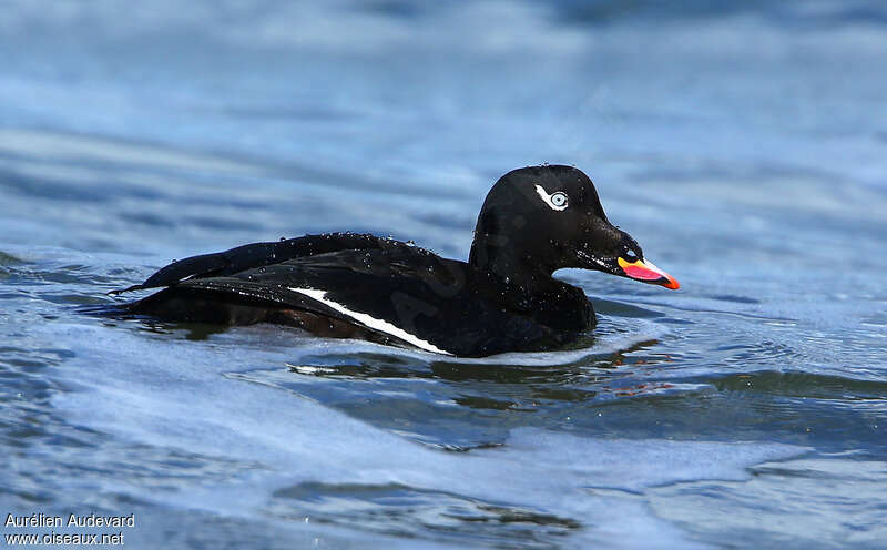 White-winged Scoter male adult breeding, identification