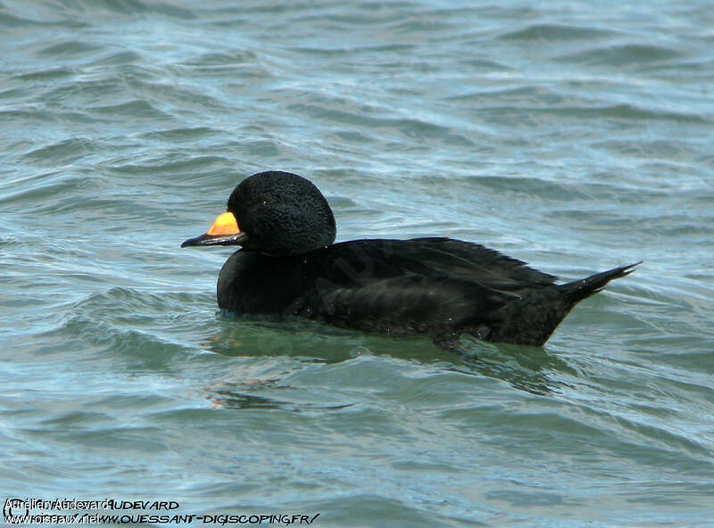 Black Scoter male adult, identification