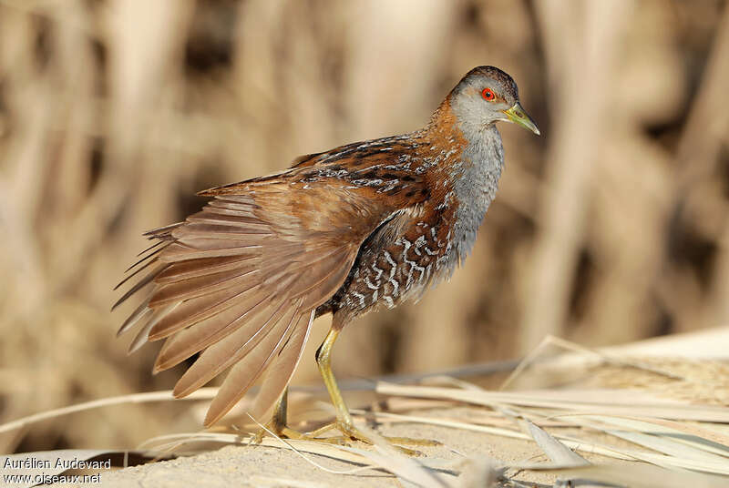 Baillon's Crakeadult, Behaviour