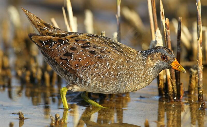 Spotted Crake