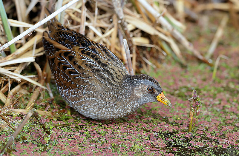 Spotted Crakeadult breeding, identification