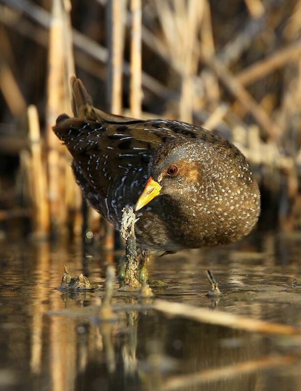 Spotted Crakeadult breeding