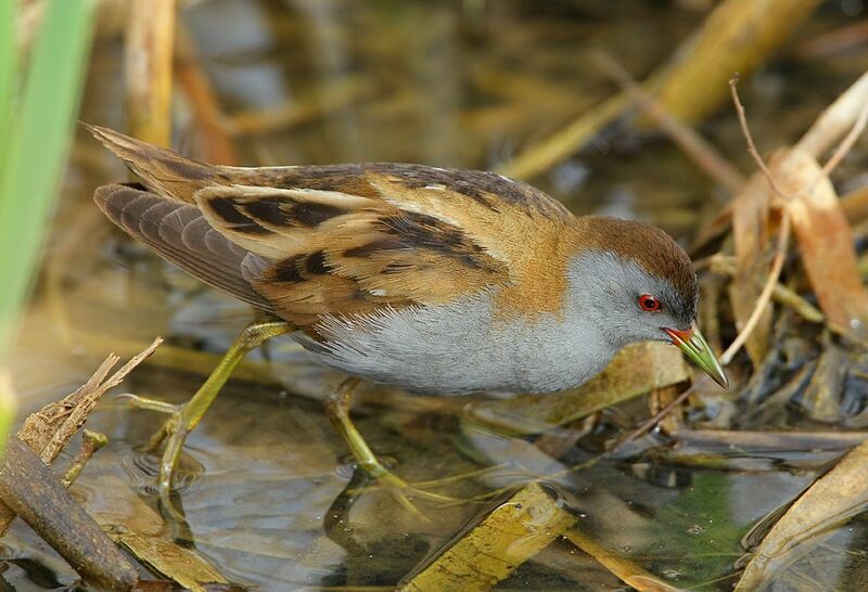 Little Crake male