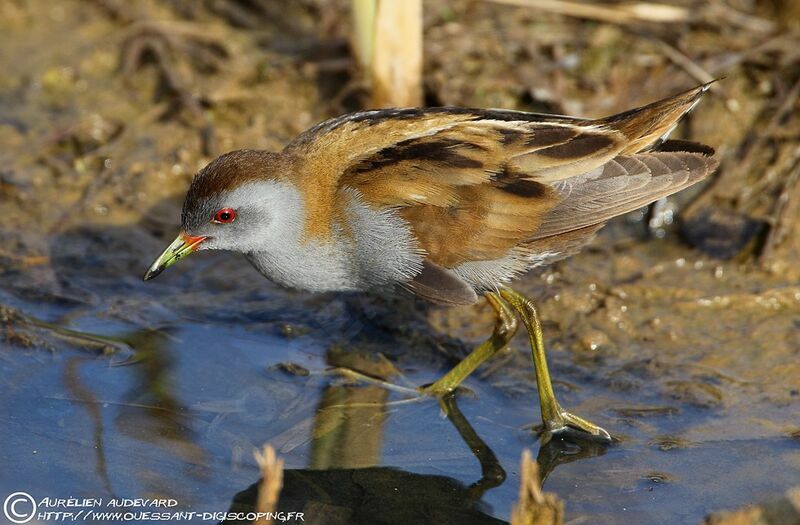 Little Crake