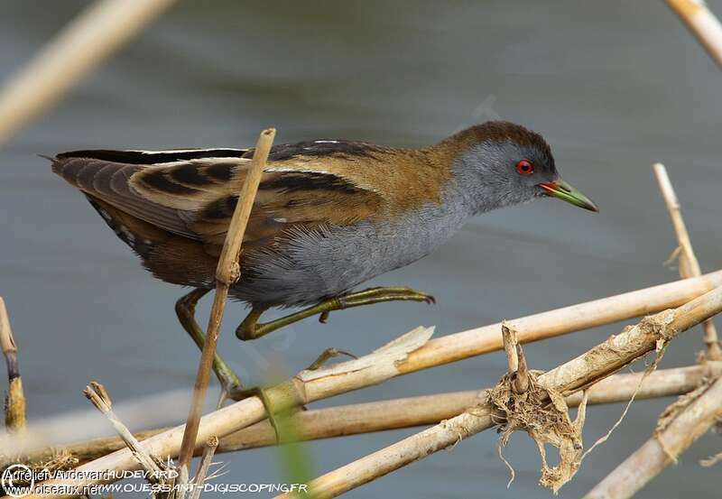 Little Crake male adult breeding, habitat, walking