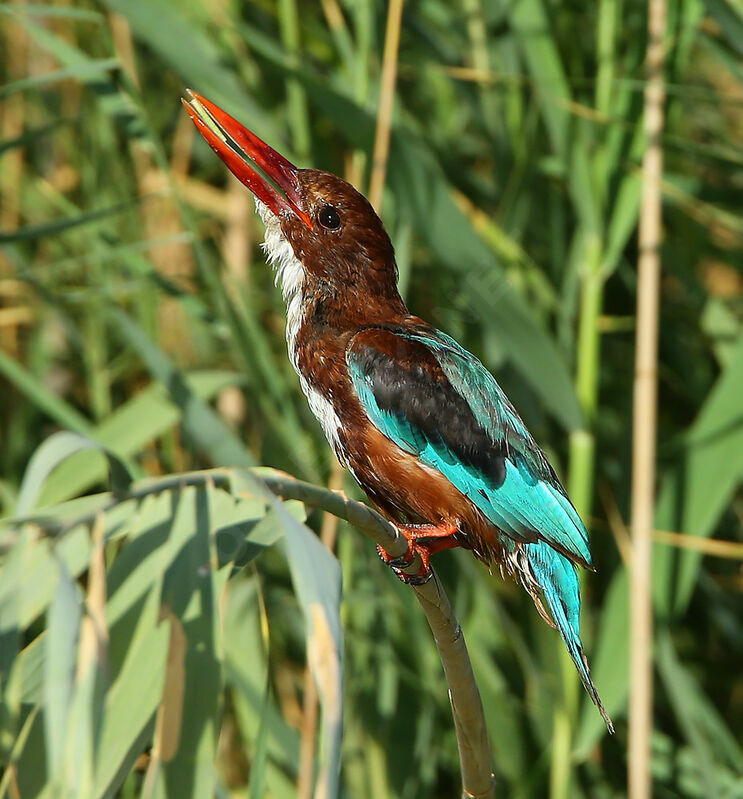 White-throated Kingfisheradult post breeding, identification