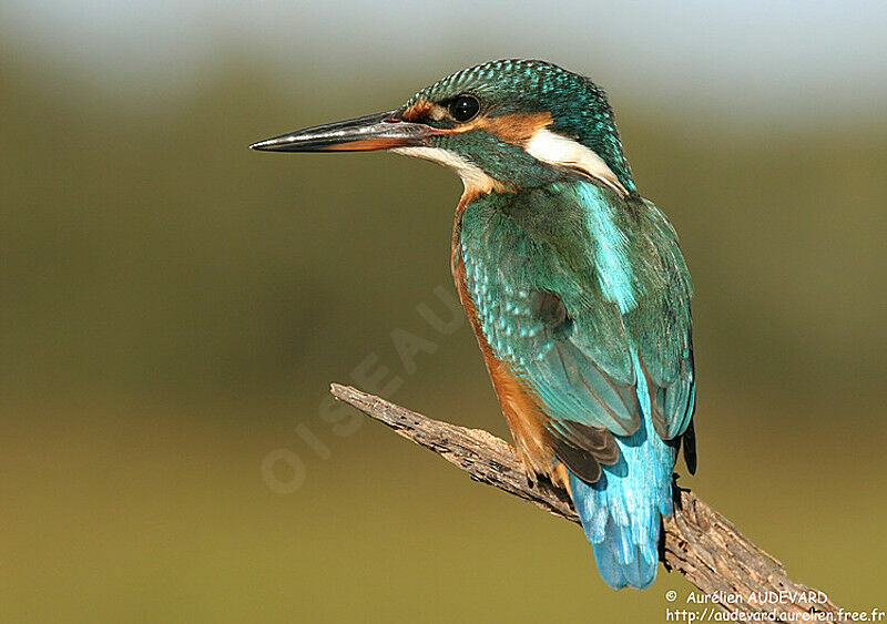 Common Kingfisher