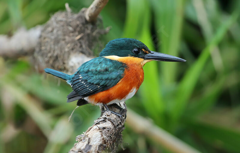 American Pygmy Kingfisher