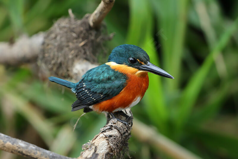 American Pygmy Kingfisher male adult breeding, identification