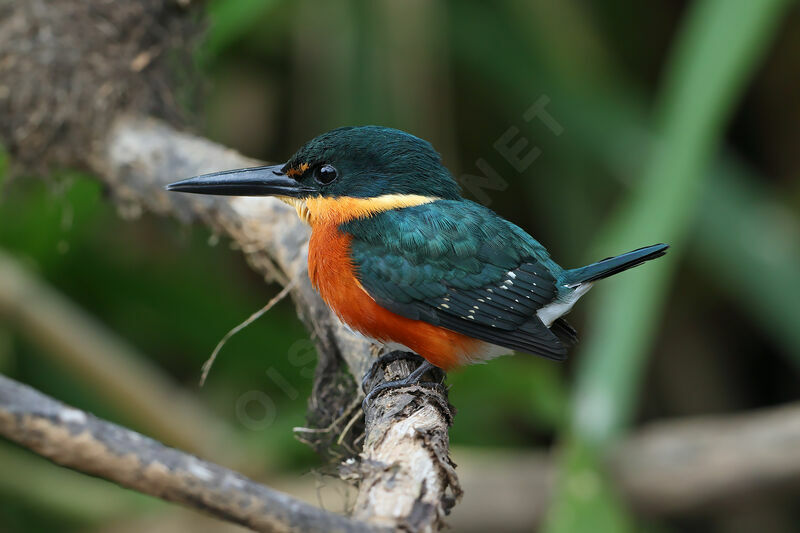 American Pygmy Kingfisher male adult breeding, identification