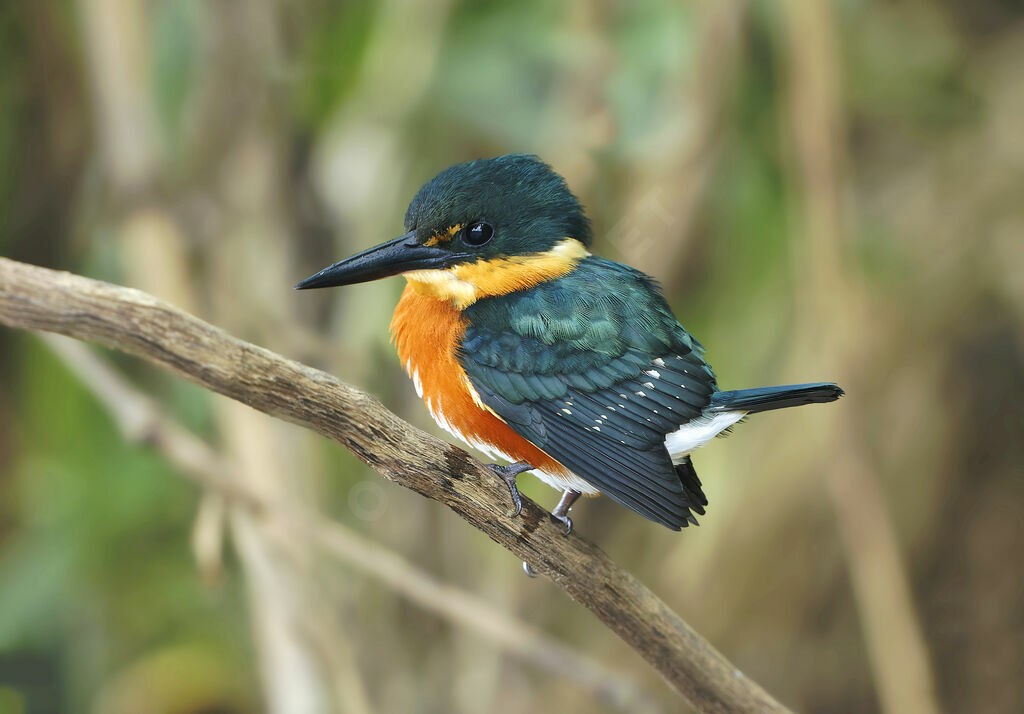 Martin-pêcheur nain mâle adulte, identification