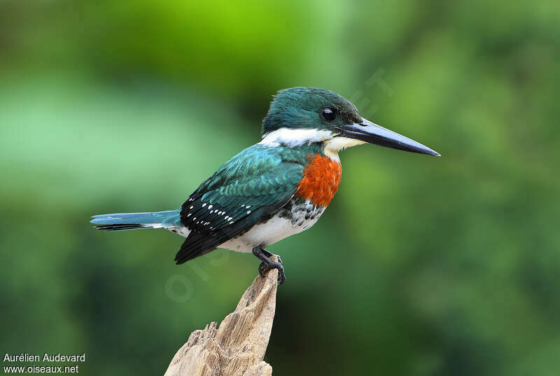 Green Kingfisher male adult breeding, identification