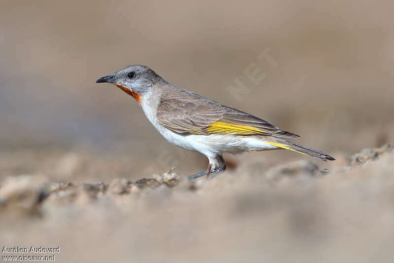 Rufous-throated Honeyeateradult, identification