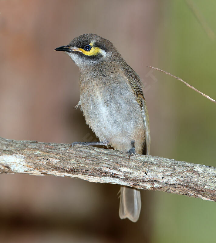 Yellow-faced Honeyeater, identification