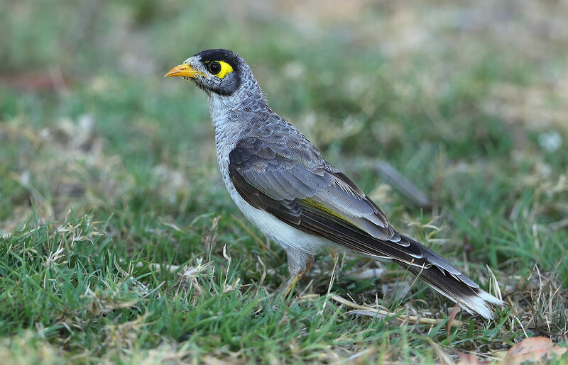 Noisy Miner